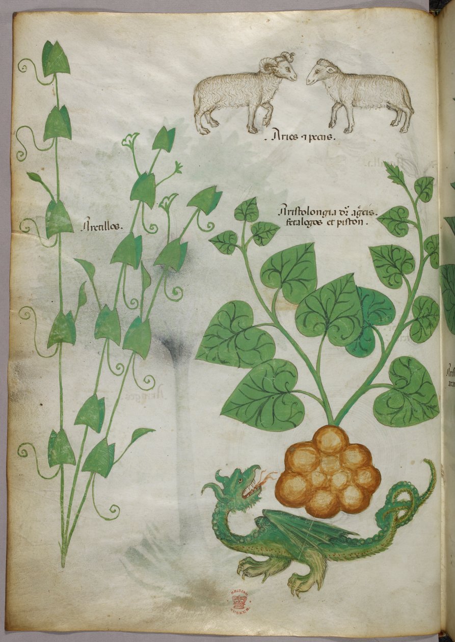 植物、龍、羊の植物図版 1440年頃（ヴェラム、インク・彩色） 作： イタリア語学校