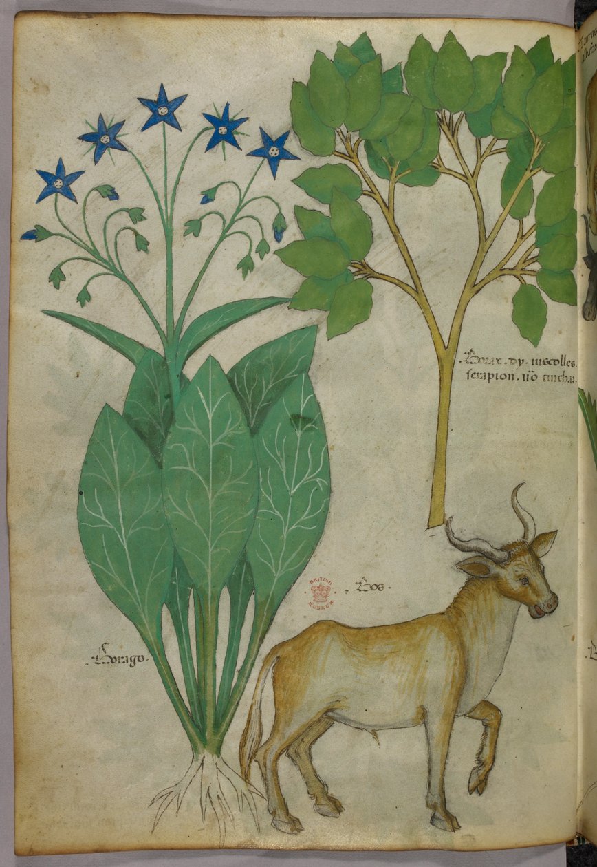 植物と雄牛の植物図（1440年頃、ヴェラムにインクと彩色） 作： イタリア語学校