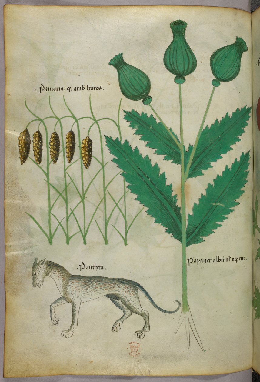 植物と豹の植物図版、1440年頃、ヴェラムにインクと彩色 作： イタリア語学校