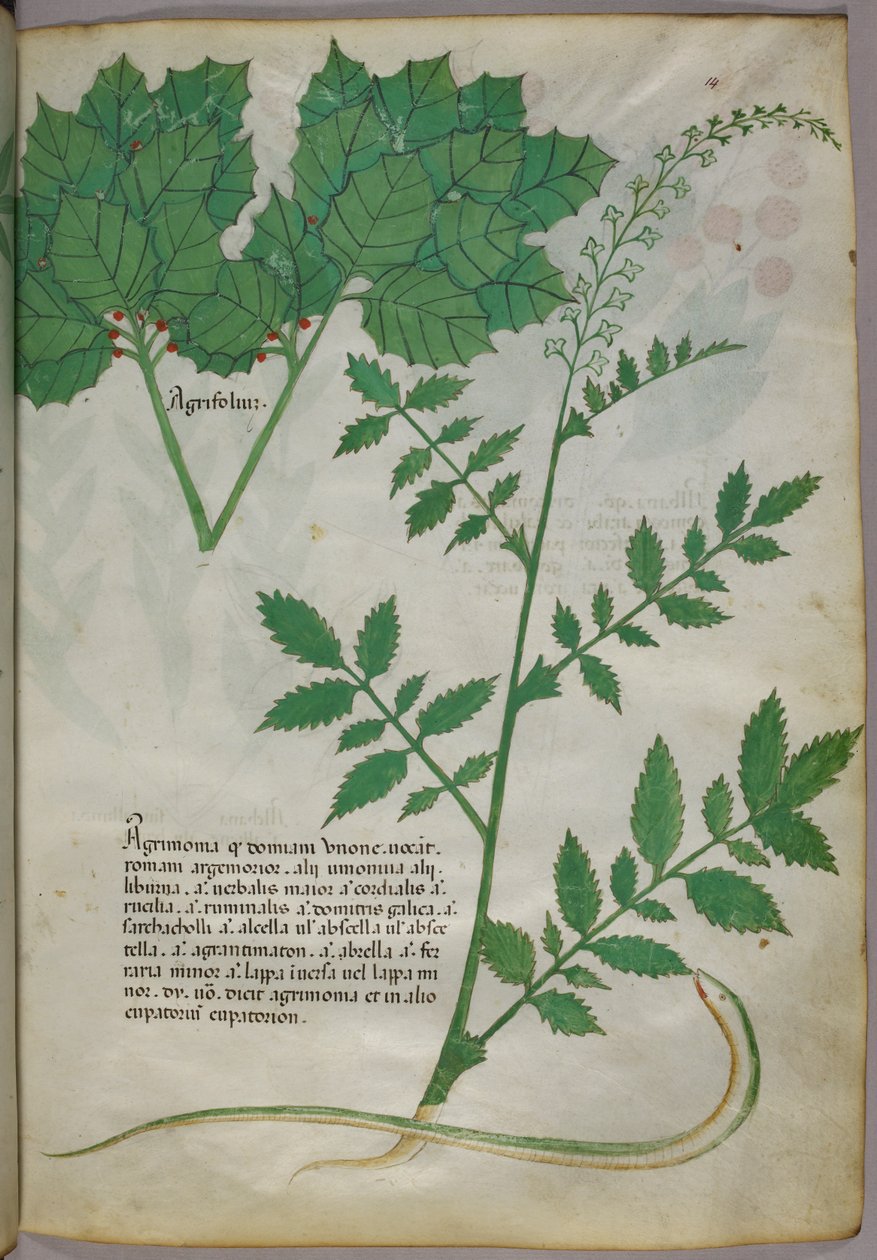 植物と蛇の植物図譜、1440年頃、ヴェラムにインクと彩色 作： イタリア語学校