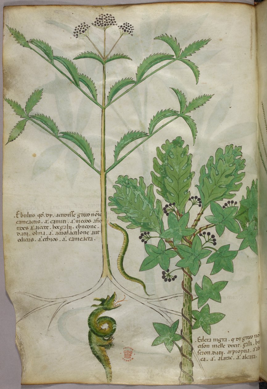 植物と蛇の植物図譜、1440年頃、ヴェラムにインクと彩色 作： イタリア語学校