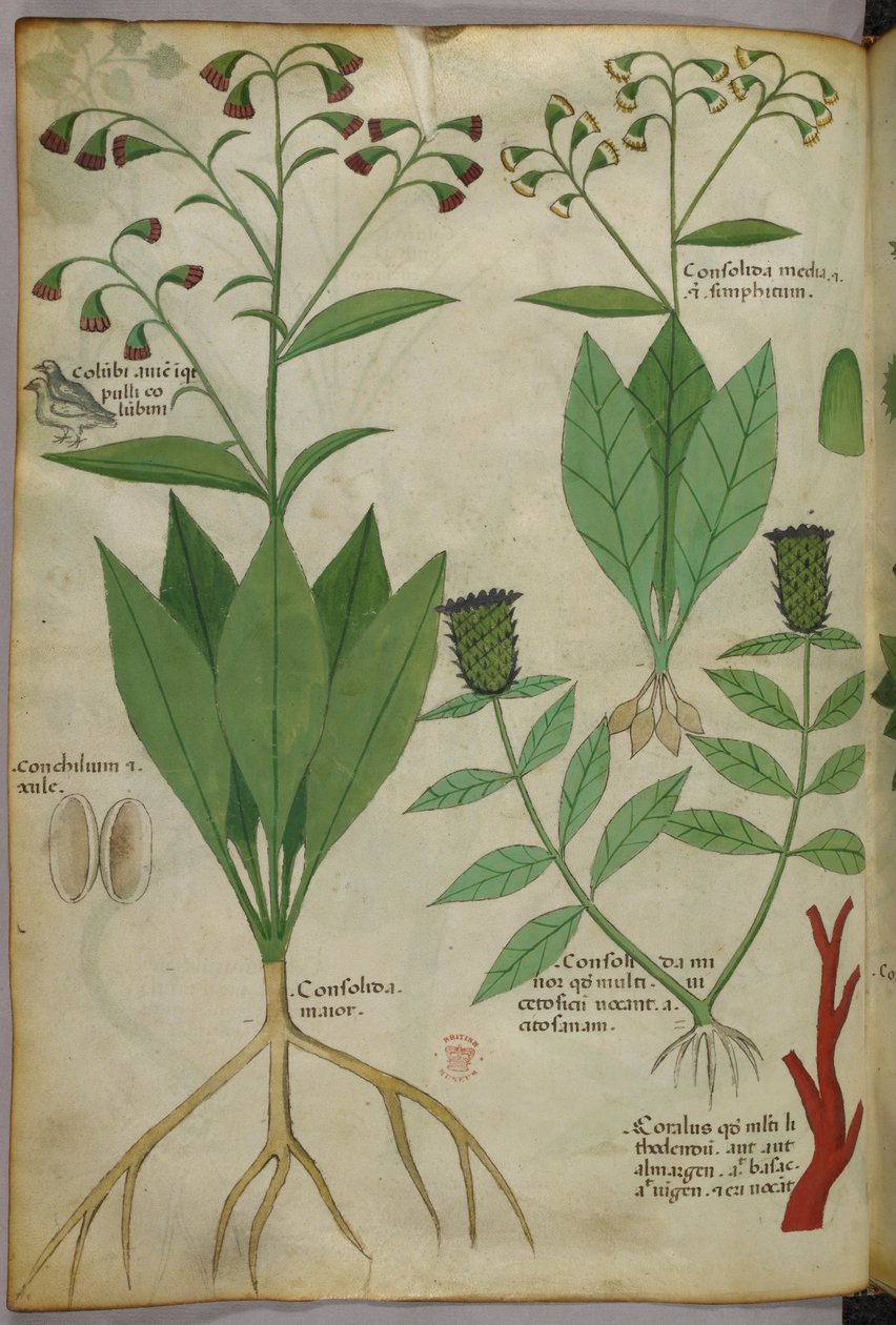 植物と珊瑚、蛇と鹿の植物図版 1440年頃（ヴェラムにインクと彩色） 作： イタリア語学校