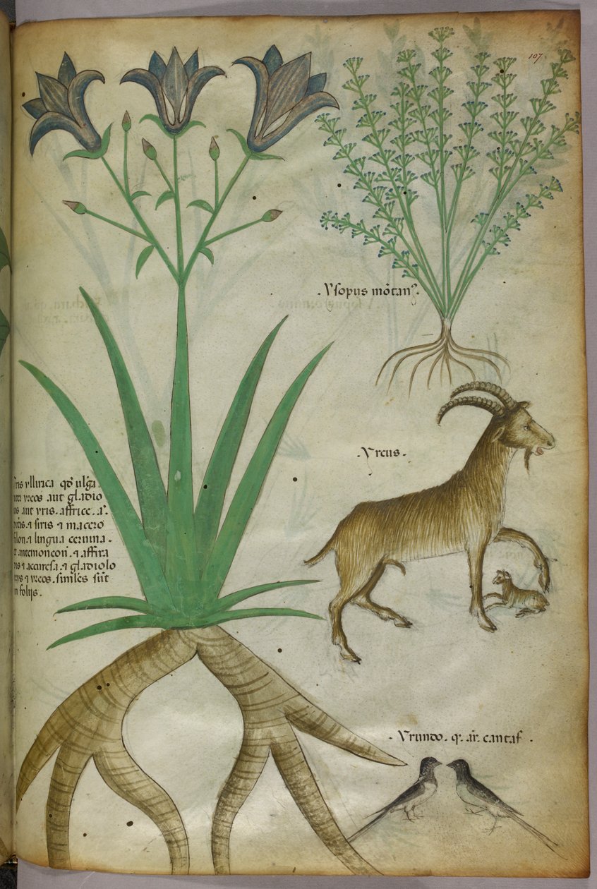 植物、鳥、ヤギの植物図版、1440年頃、ヴェラムにインク、彩色 作： イタリア語学校