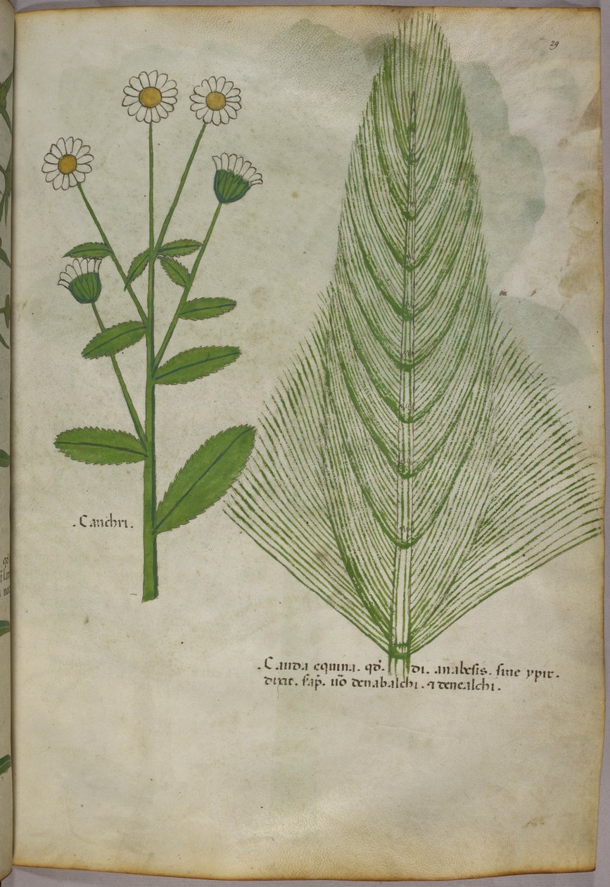 植物図譜、1440年頃（ヴェラムにインクと彩色） 作： イタリア語学校