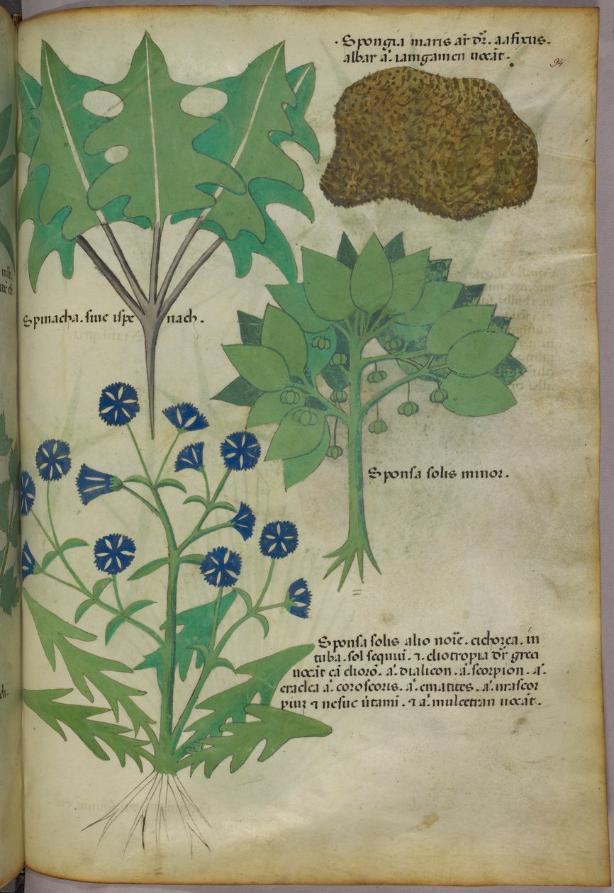 スポンジを含む植物の植物図版 1440年頃（ヴェラムにインクと彩色） 作： イタリア語学校