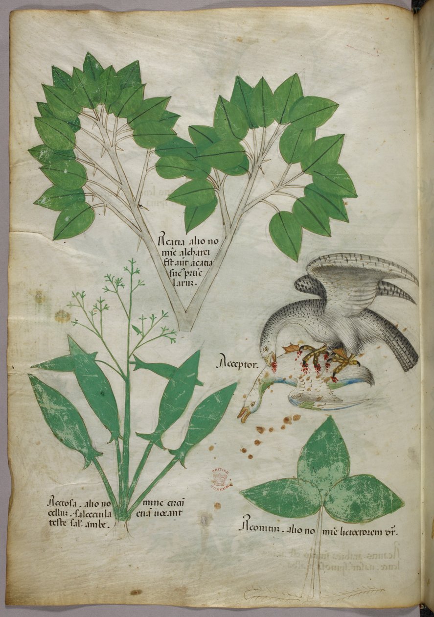 仲間の鳥を殺す鳥のイラストが描かれた植物図譜 1440年頃（ヴェラムにインクと彩色） 作： イタリア語学校