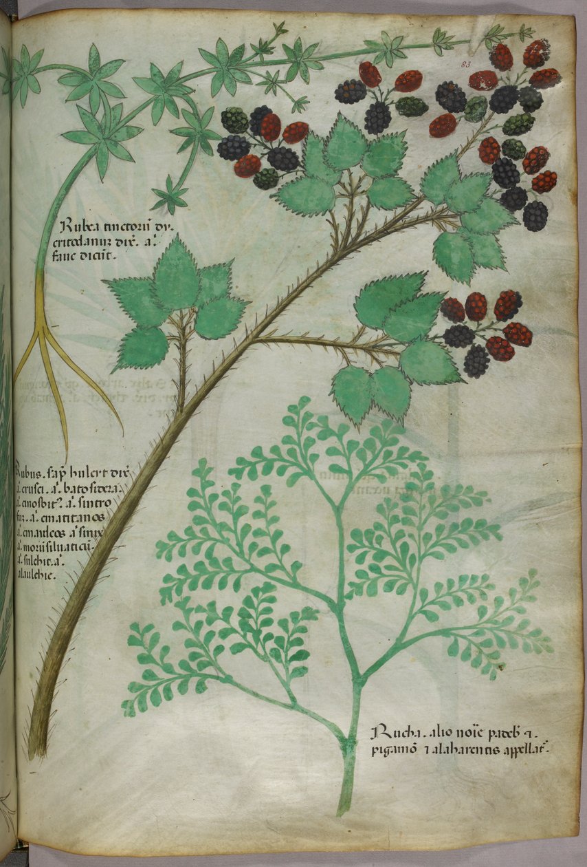 マダー[rubea]、ブラックベリー[rubus]、ルー[ruta]の植物図版、1440年頃（ヴェラムにインクと彩色） 作： イタリア語学校