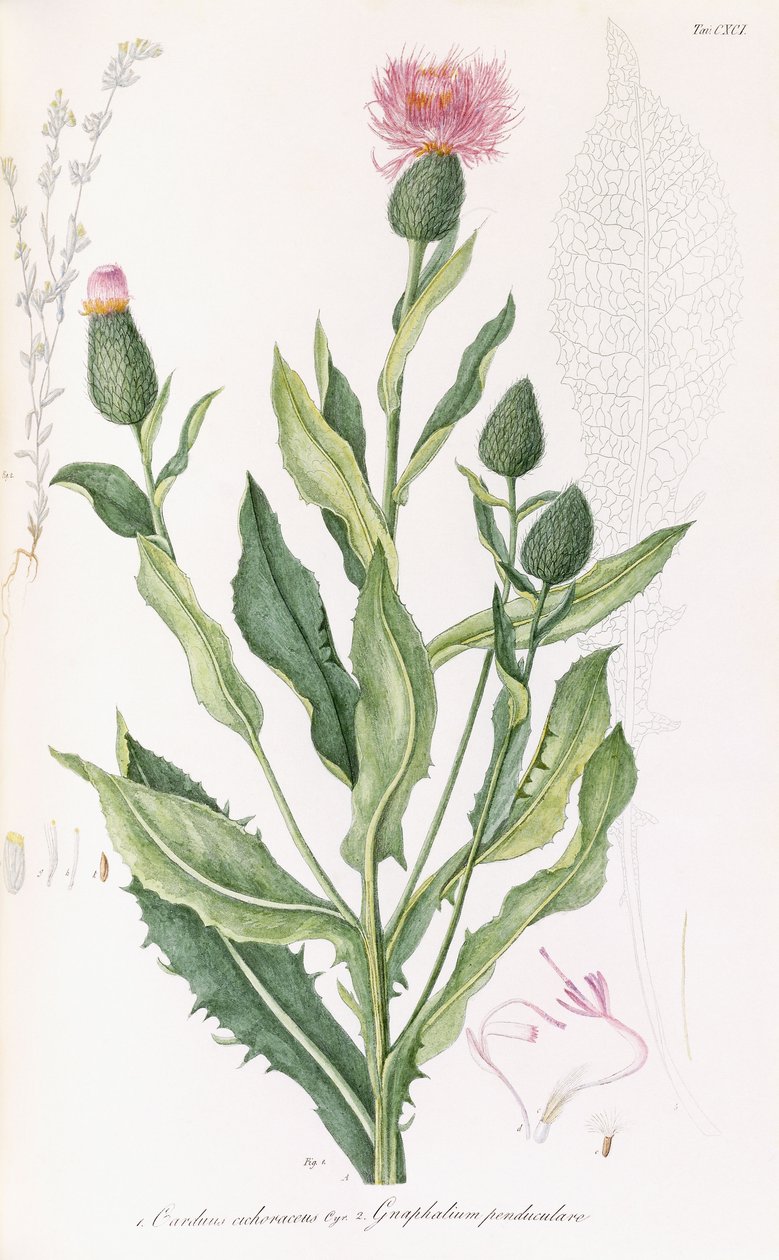 Cardus cichoraceusおよびGnaphalium penduculare、1811-1838 作： イタリア語学校