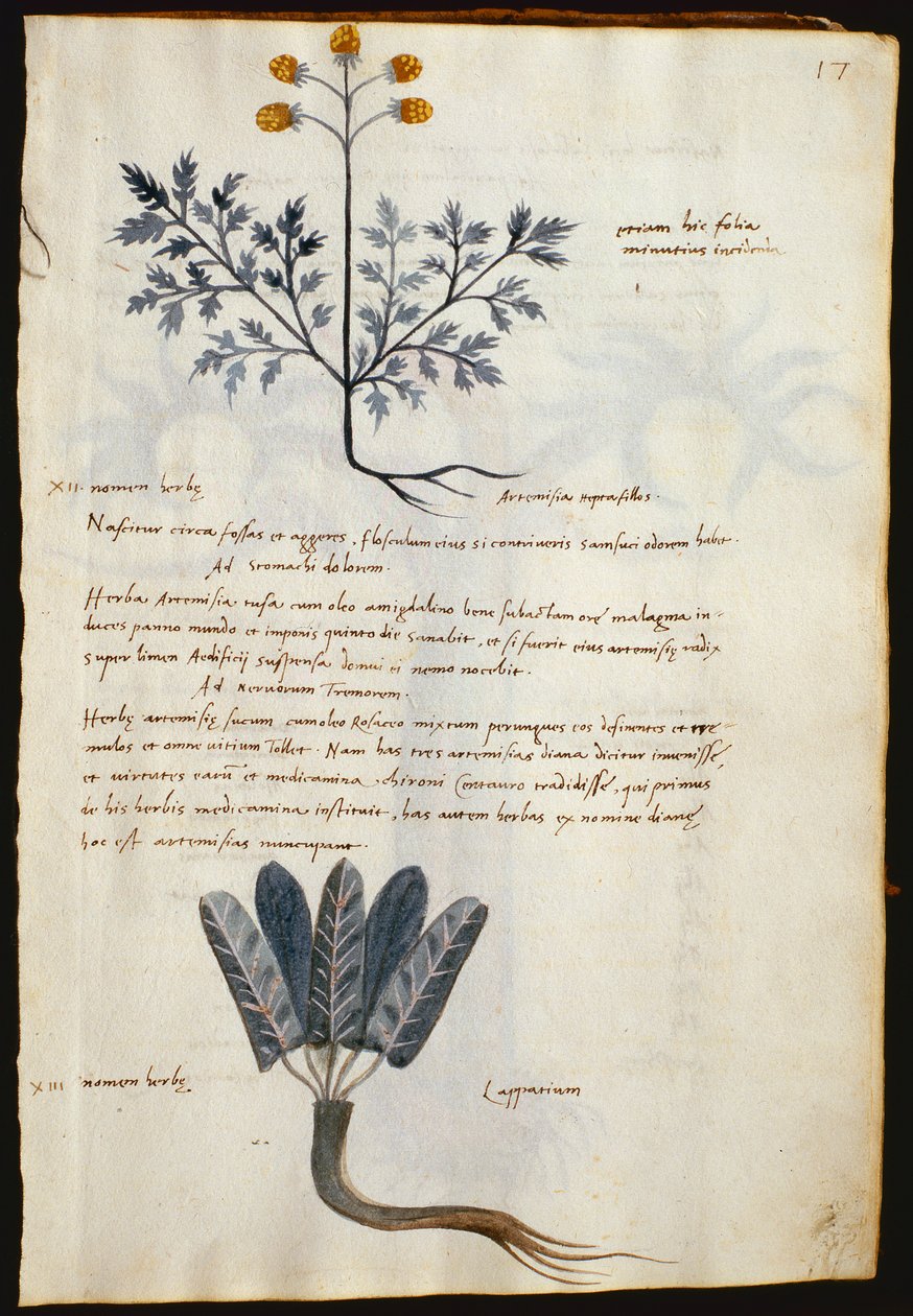 タラ。 2377 アルテミシアとラッパリウム、「Herbarium Apulei Platonici」の薬用植物 (ベラムに水彩とインク) 作： イタリア語学校