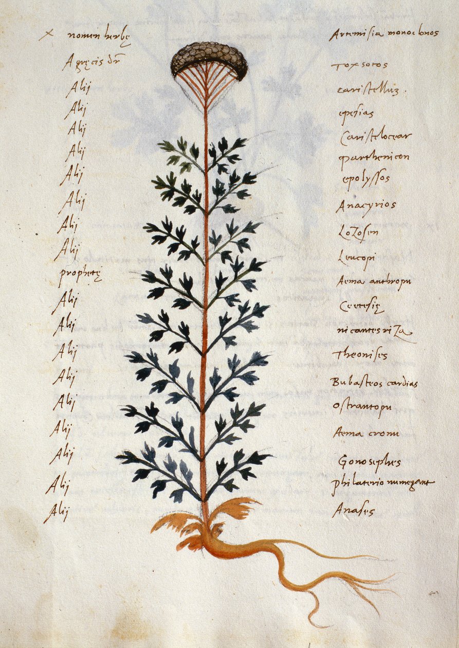 タラ。 2377 アルテミシア、「Herbarium Apulei Platonici」の薬用植物 (ベラムに水彩とインク) 作： イタリア語学校