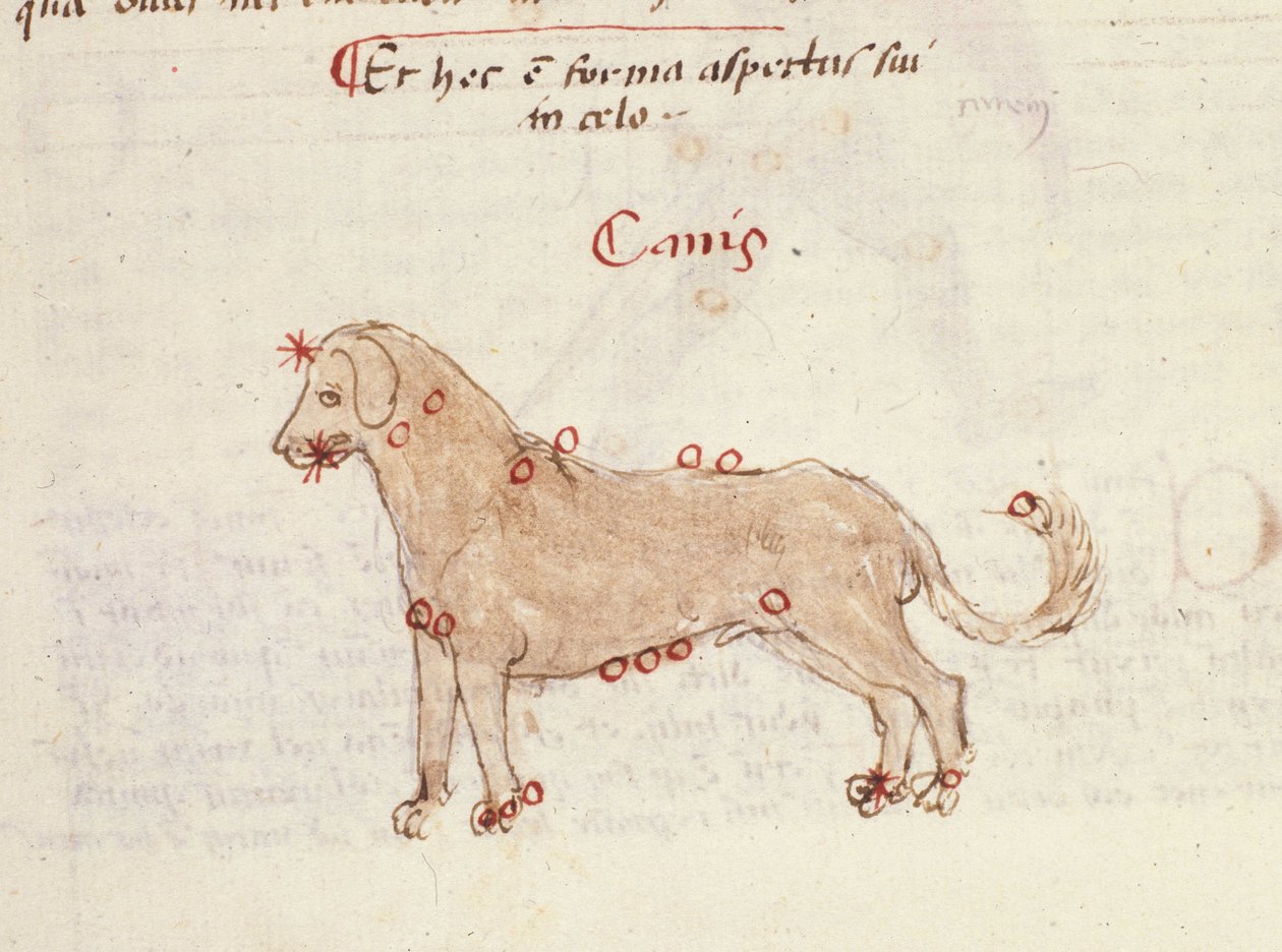 犬 (Canis) の星座。 Biasino da Parma (Blaise de Parma) (1425-1457) 作「アストロノミカ」のミニチュア 作： イタリア語学校