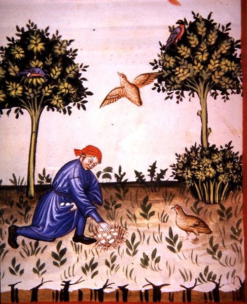 Fol.66v 『Tacuinum Santiatis Codex Vindobonensis』の挿絵「ウズラの卵を集める」（ベラム製） 作： イタリア語学校