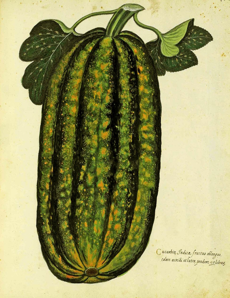 ウリッセアルドロヴァンディ（1522-1605）版の緑の長方形のスカッシュが、Piante Fiori Fruttiで公開されました（手塗りの彫刻）。 作： イタリア語学校
