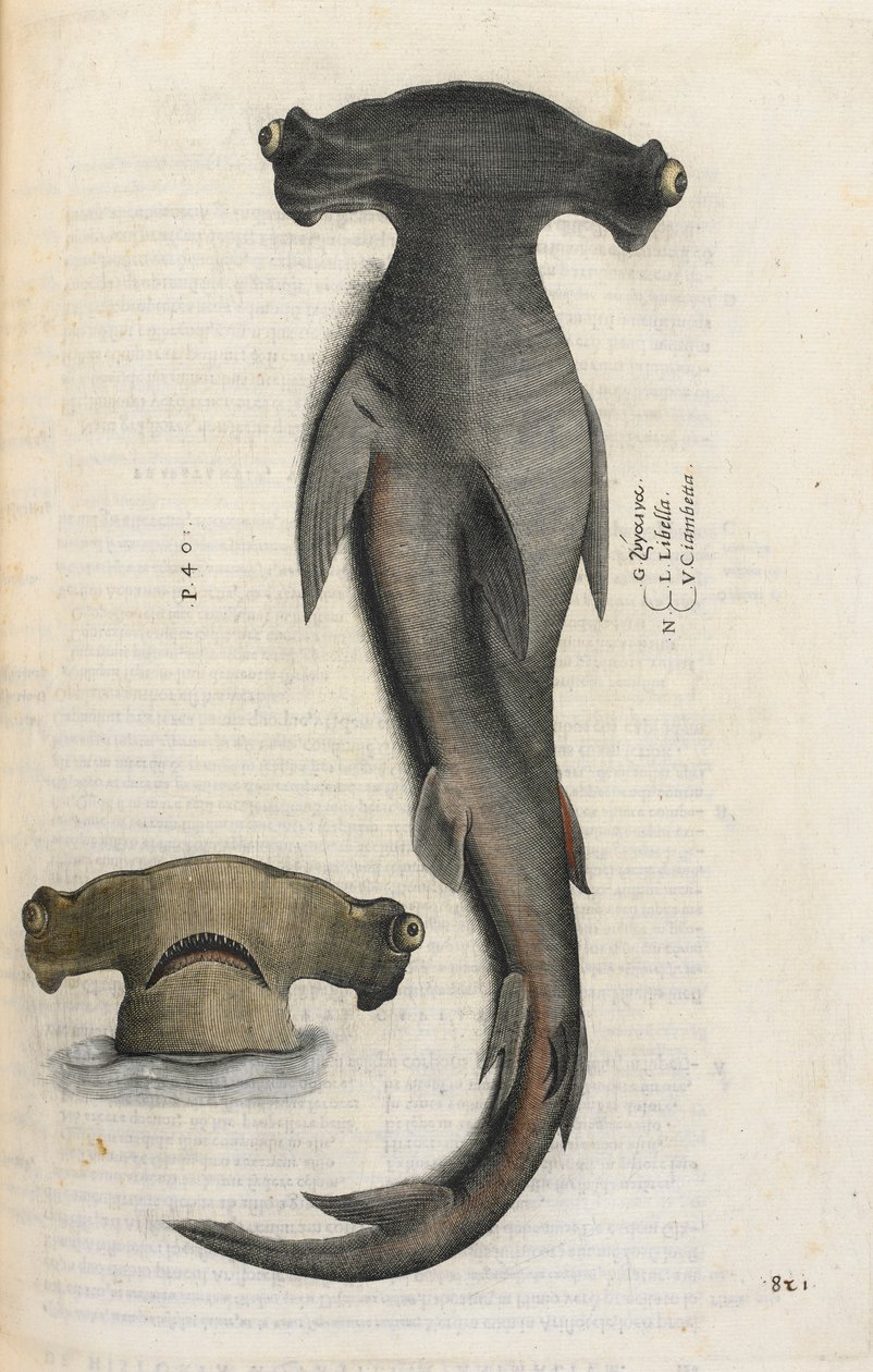 シュモクザメ、「Aquatilium Animalium Historiæ liber primus」のイラスト、Ippolito Salviani 作 作： イタリア語学校