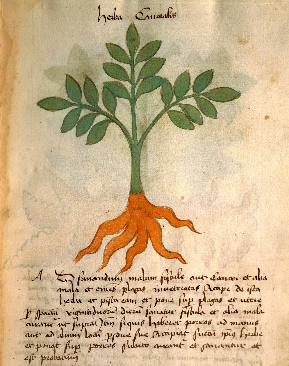 Herba Cancealis 作： イタリア語学校