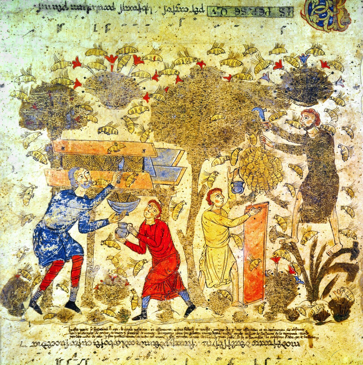 12世紀のイタリアでの蜂蜜の収穫 作： イタリア語学校