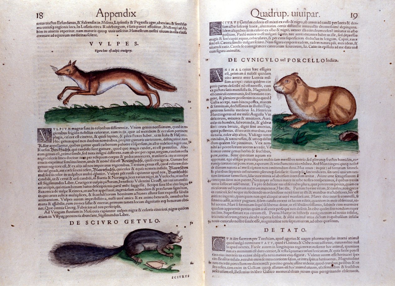 コンラッド・ゲスナーの「Historia Animalium」からの挿絵 作： イタリア語学校