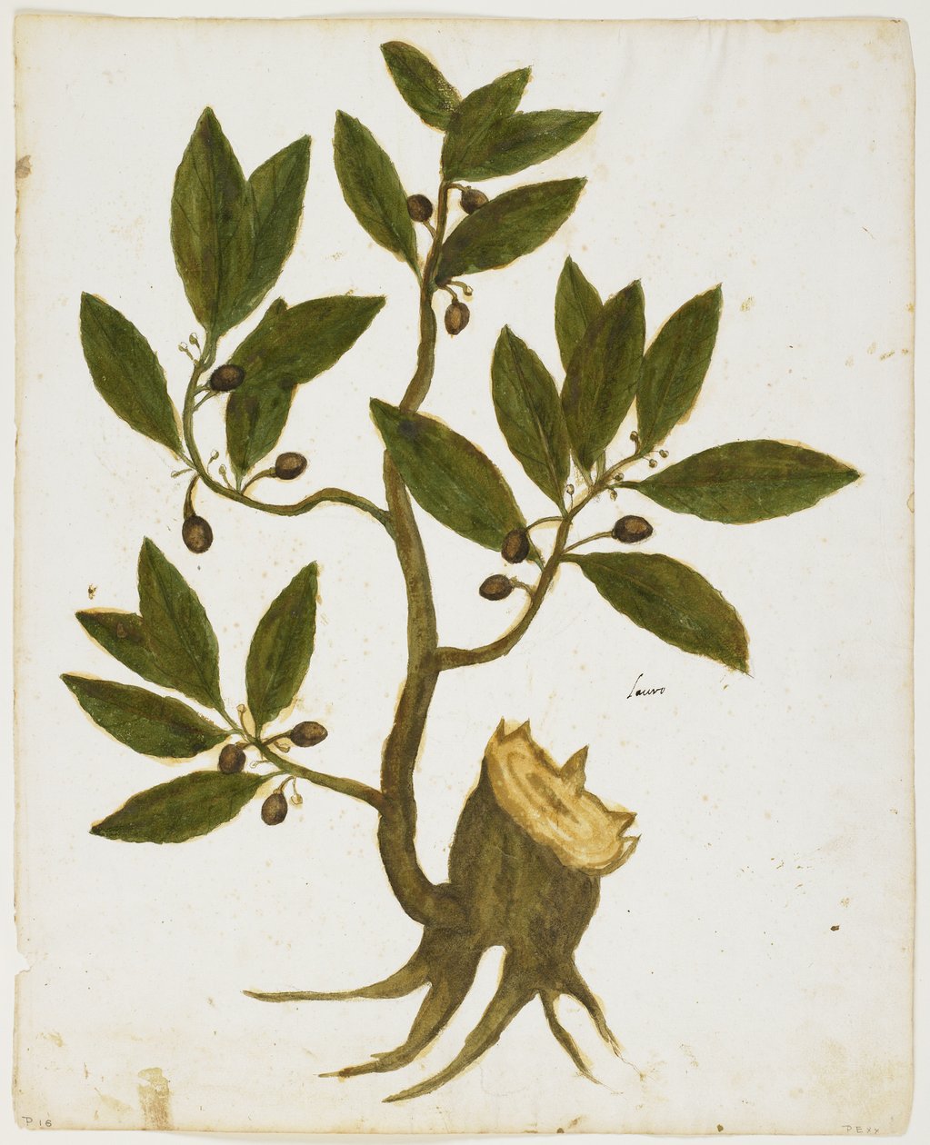 月桂樹（Laurus nobilis）（WC＆Tempera on paper） 作： イタリア語学校