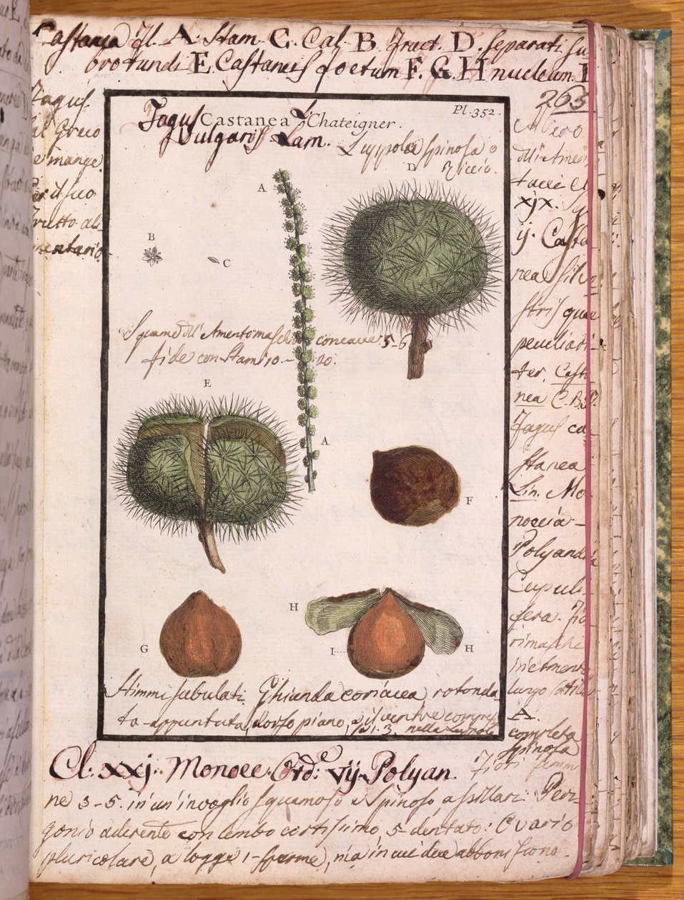 Ms 115 Chestnut、Dizionario di Botanica（ペンとインク、紙にトイレ） 作： イタリア語学校