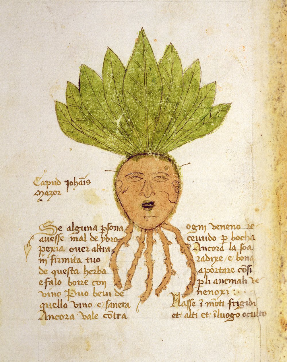 Ms. 1591 Fol. 18v. ハーブ Capud John Mazor (ベラム) 作： イタリア語学校