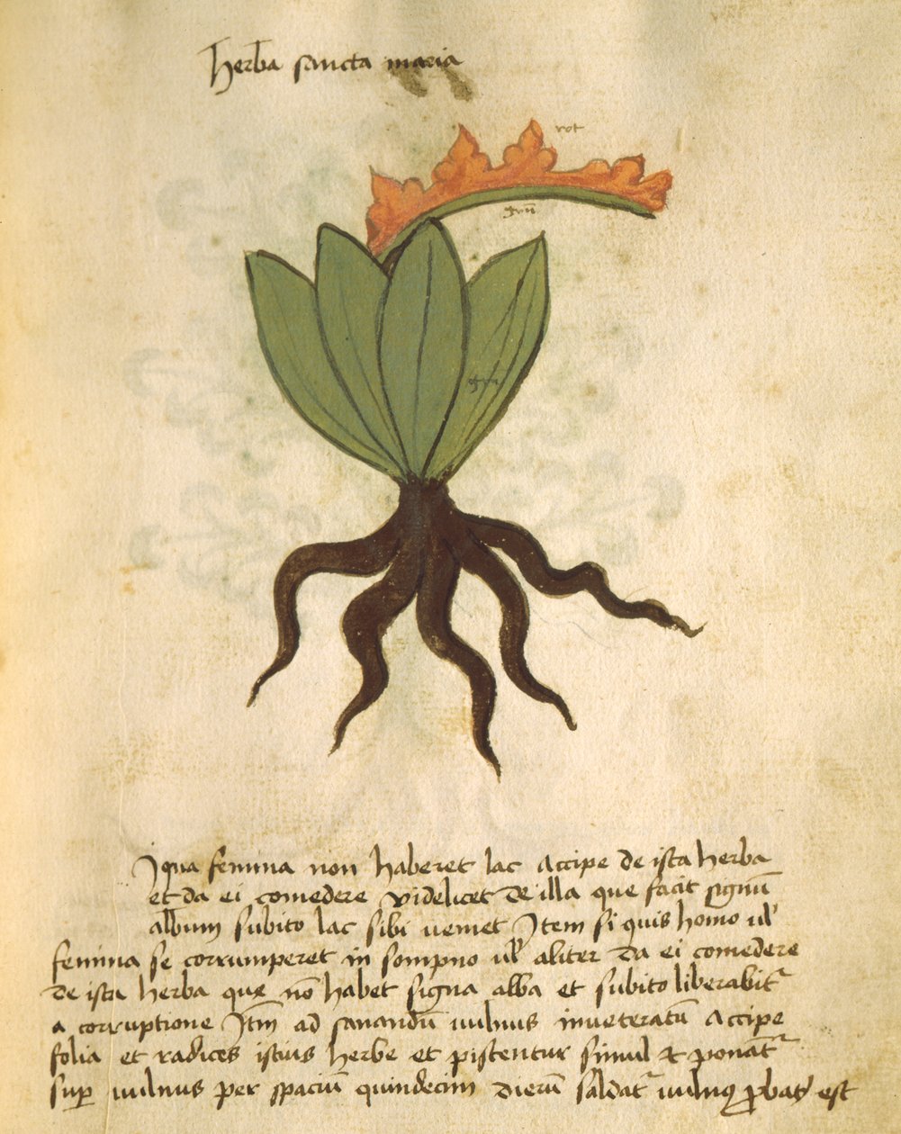 Ms 320 1000 fol.28リベルエルバリウス出身のサンタマリアと、Orgione Rizzardoによる申請を完了した理由 作： イタリア語学校