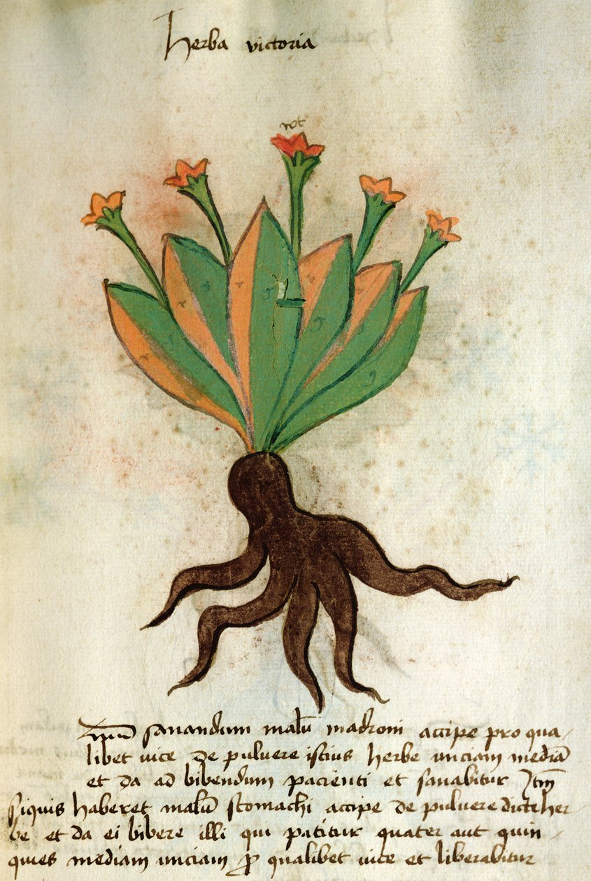 Ms 320 1000 Fol.34r Herba Victoria、「Herbariusとその薬の製造方法」よりOrgione Rizzardo 作： イタリア語学校