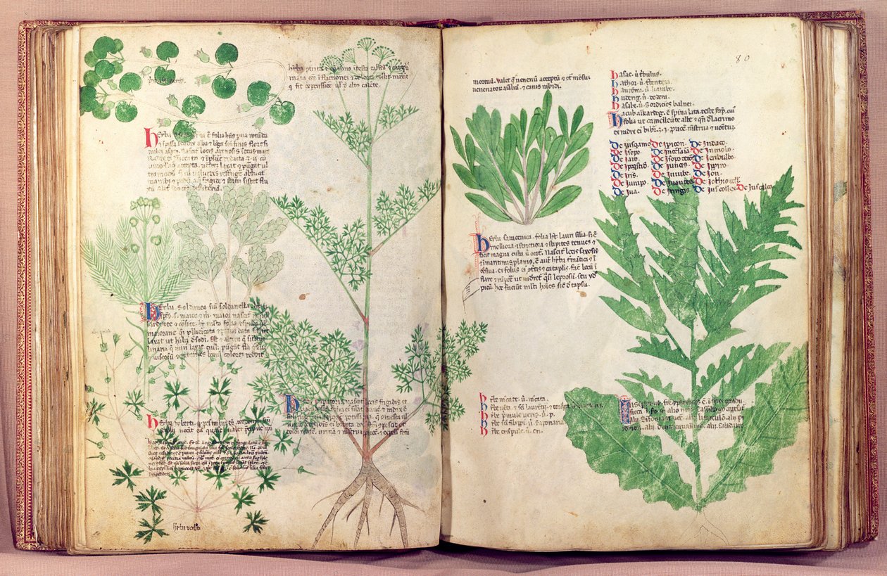 マウントインペリアルのマンフレッドによる約80の植物やハーブからのMS 6823 fol.19v、c.1330-40 作： イタリア語学校