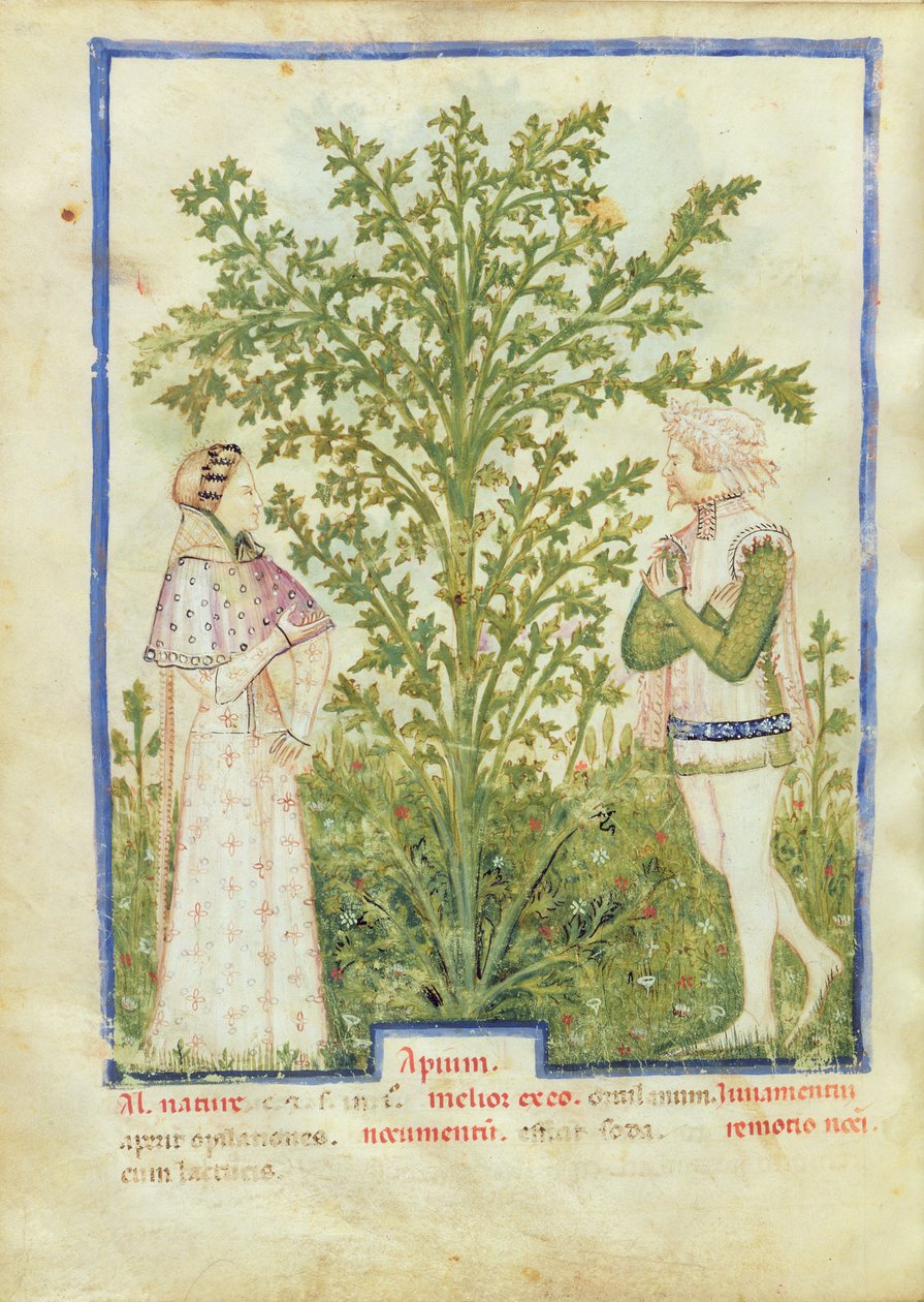Nouy Acq Lat 1673 fol.28vセロリ、健康なTacuinum、c.1390-1400 作： イタリア語学校