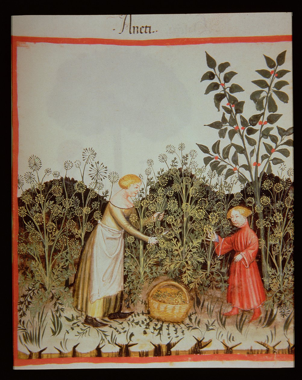 新しい2644 f.32r Gathering DUT Tacuinum Healthy Codex 作： イタリア語学校