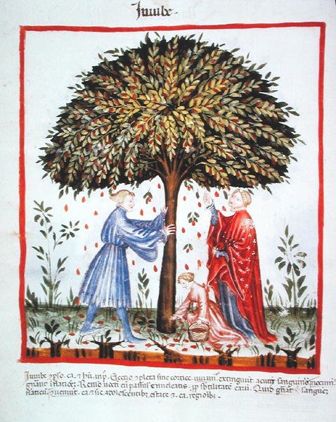 Nova 2644 fol.15v Gathering Jujubes, Tacuinum Sanitatis Codex Vindobonensis (vellum) より 作： イタリア語学校