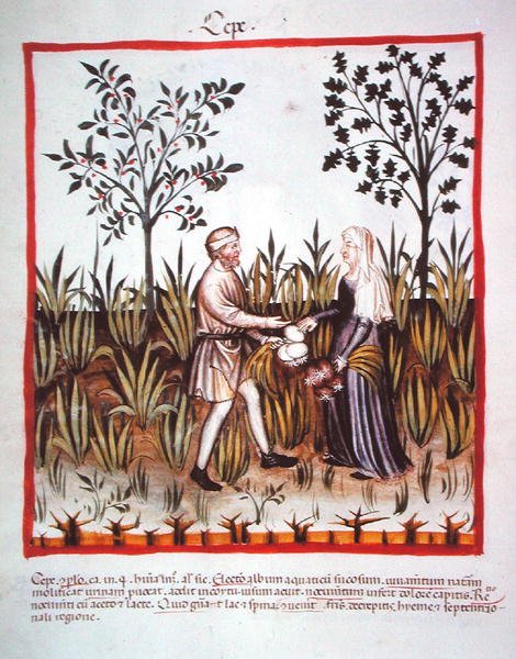 Nova 2644 fol.25v 「玉ねぎの収穫」 Tacuinum Sanitatis Codex Vindobonensis （vellum）より 作： イタリア語学校
