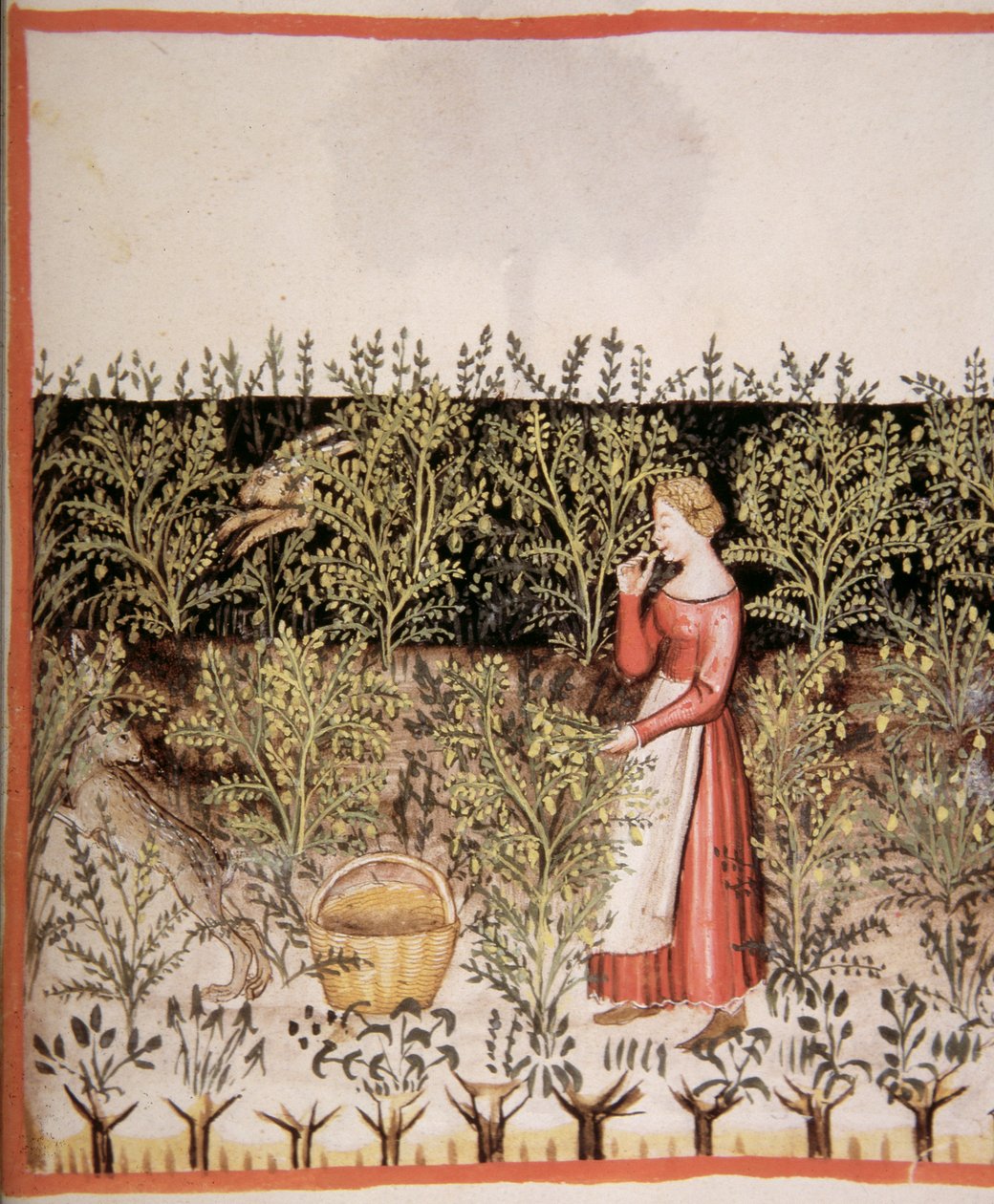 2644 fol.49 r新鮮なひよこ豆を選ぶ、Tacuinum健康コーデックス 作： イタリア語学校