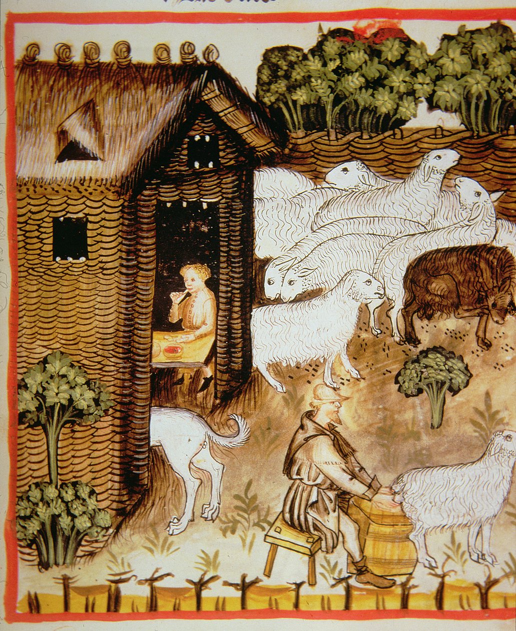 羊の飼育2644 fol.59r健康なTacuinumの新鮮で甘い牛乳 作： イタリア語学校