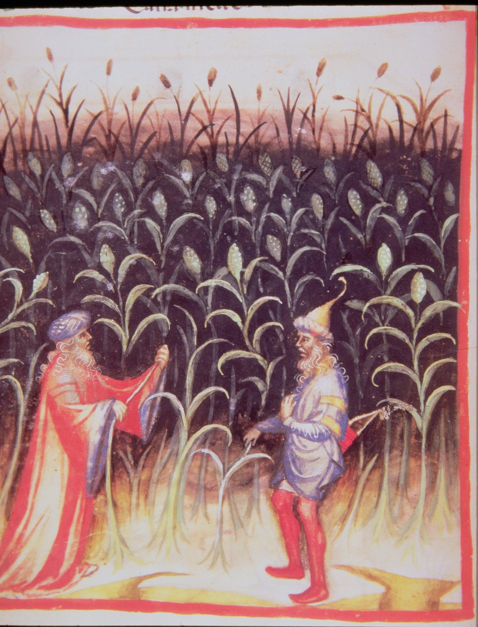 Nova 2644 fol.92v Tacuinum Sanitatisからのサトウキビの栽培 作： イタリア語学校