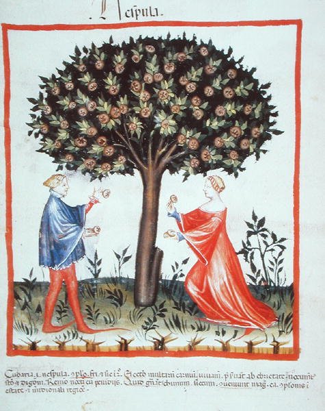 Nove 2644 fol.10v Gathering Walnuts, Tacuinum Sanitatis Codex Vindobonensis (vellum) より 作： イタリア語学校