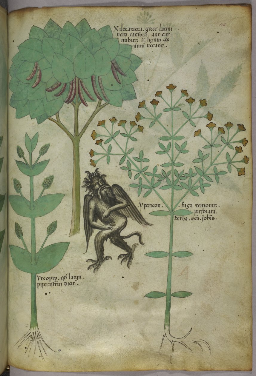 Sloane 4016 f.103 植物と悪魔のミニチュア：悪魔を撃退したと思われるハーブのイペリコン、「ハーブ」から、1440年頃（ベラムにインクと色） 作： イタリア語学校