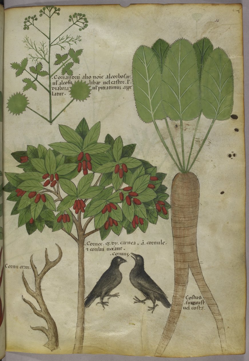 Sloane 4016 f.34「ハーブに関する論文」、1440年頃（ベラム） 作： イタリア語学校