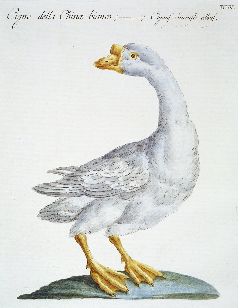 白鳥、1767-76年頃（手描きの彫刻） 作： イタリア語学校