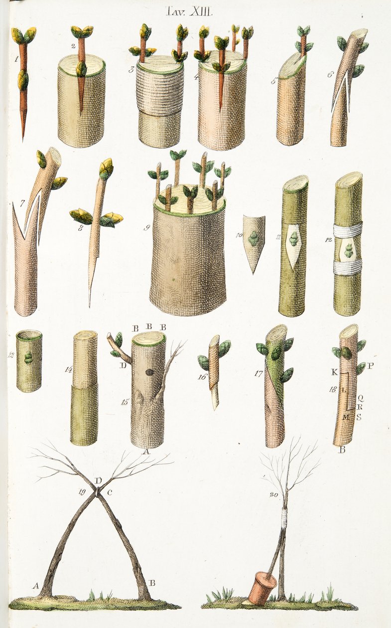 LAntotrofia Ossia La Cultivation DeFiori、Antonio Piccioli、pub.1834による接木果樹のさまざまな例、プレートXIV 作： イタリア語学校