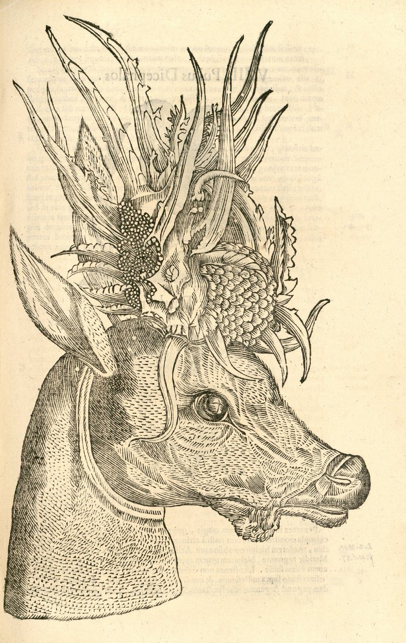 Aldrovandisモンスターの歴史、1642年からのCapreolus Polycerosのイラスト 作： イタリア語学校