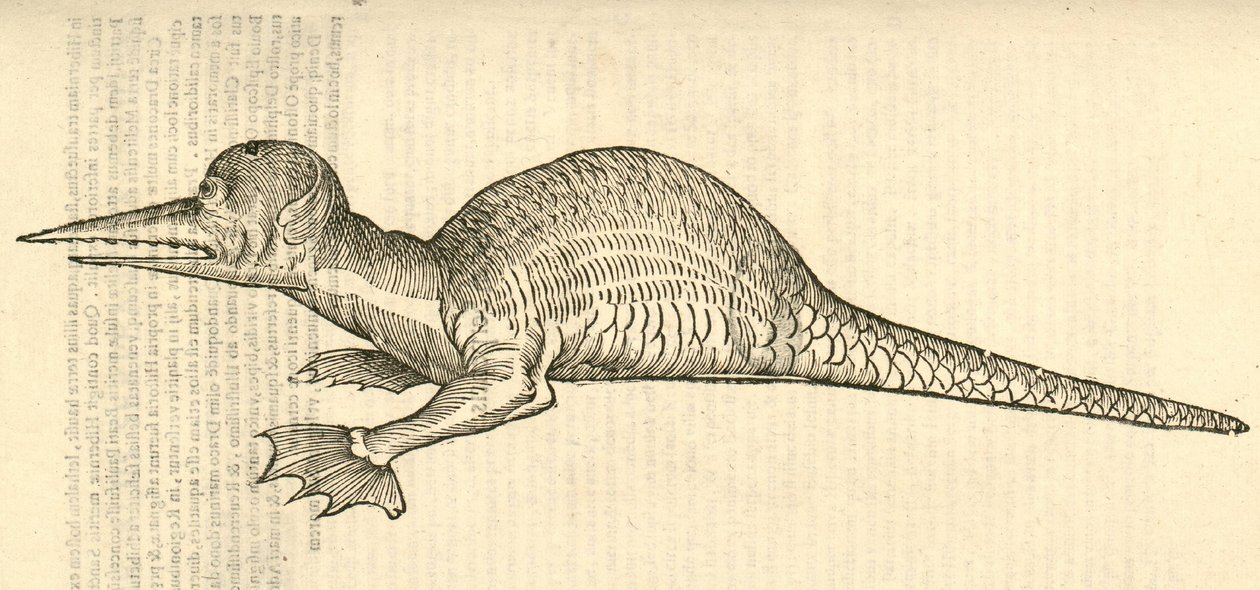 アルドロヴァンディスモンスターの歴史、1642年からのドラコマリナスmonophthalmos bipesのイラスト 作： イタリア語学校