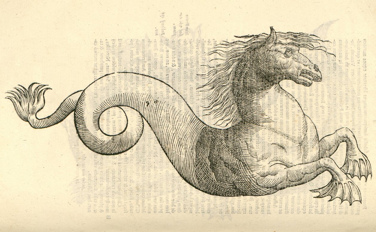 モンスターの歴史、1642年からEquus marinus monstrosusのイラスト 作： イタリア語学校