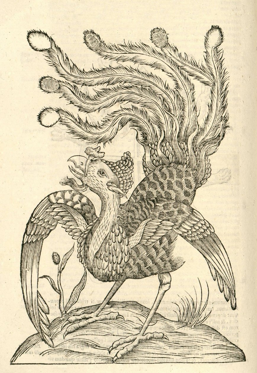 モンスターのアルドロヴァンディスの歴史、1642年からGallus Indicus auritus tridactylusのイラスト 作： イタリア語学校