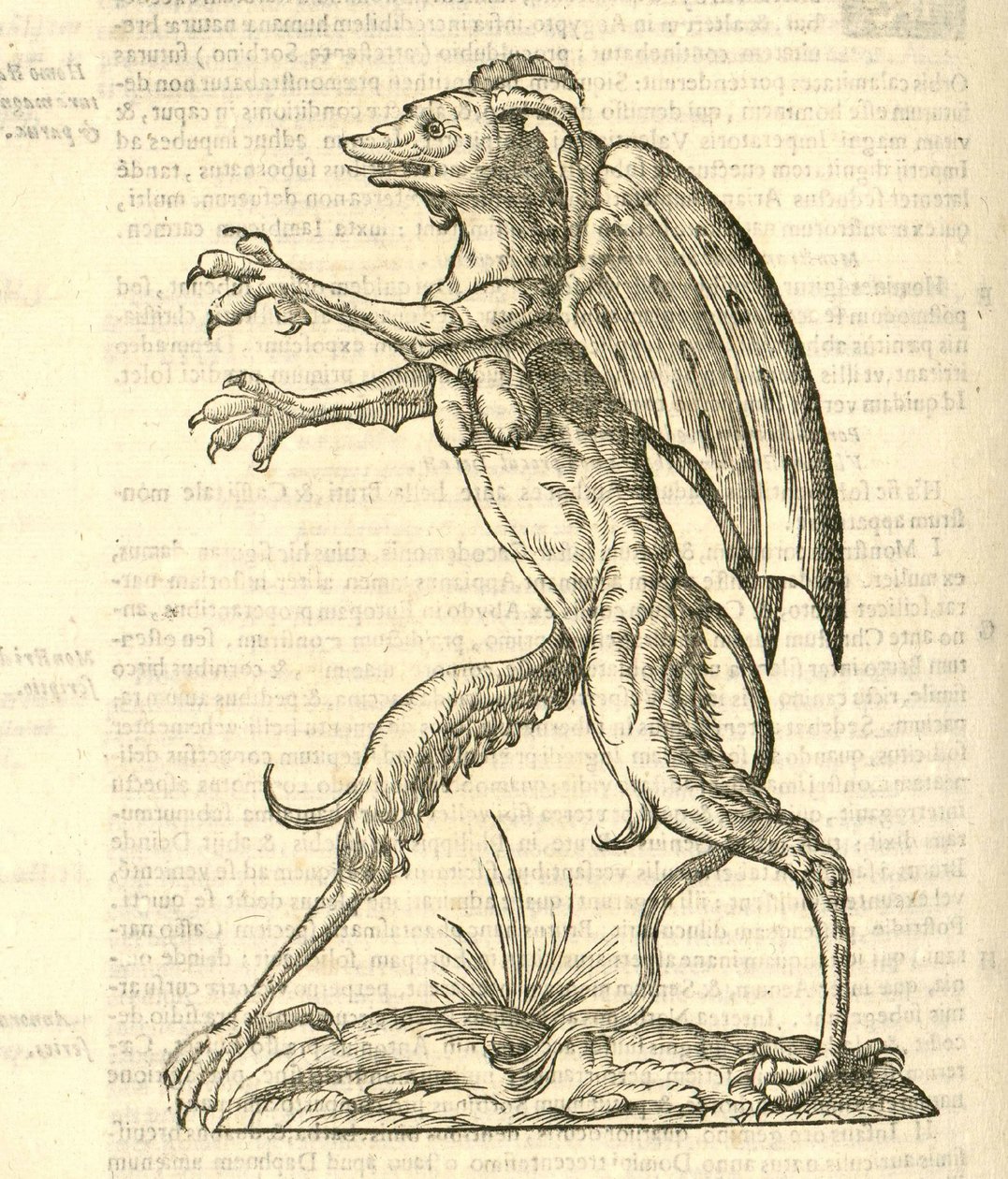 カザコバエモンスターの歴史、1642年からの悪魔のような翼と角を持つモンスターのイラスト 作： イタリア語学校