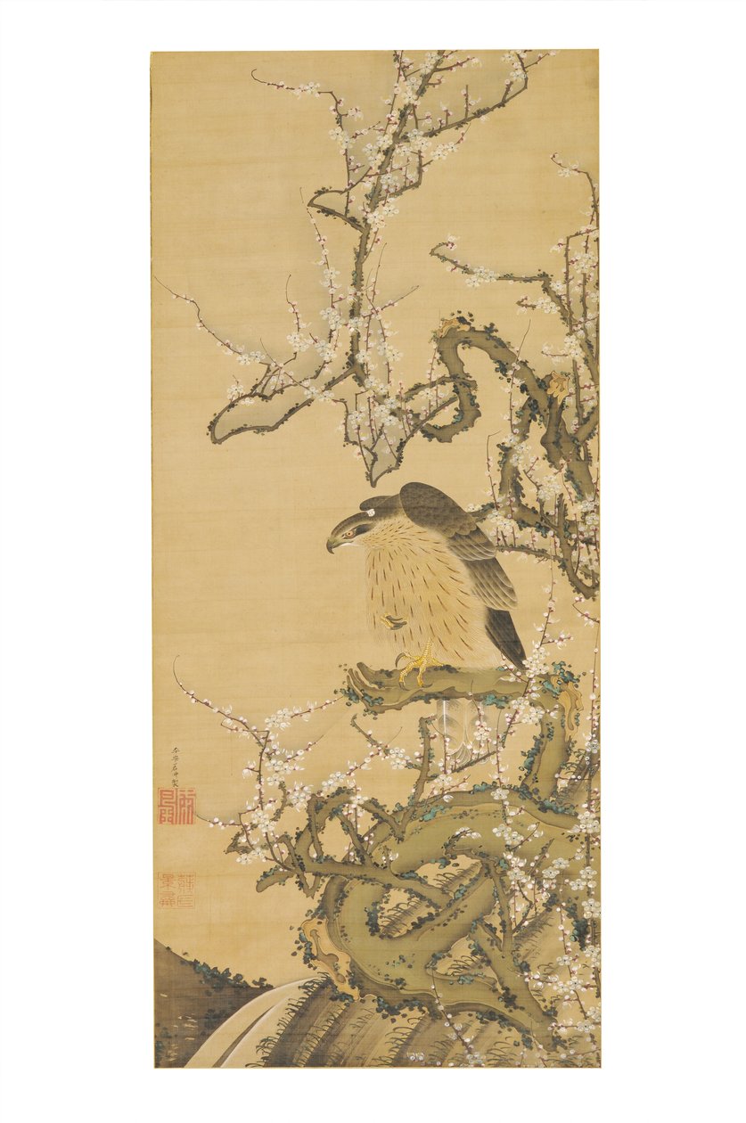梅鷹図（梅の枝に咲く鷹） 作： 伊藤若chu