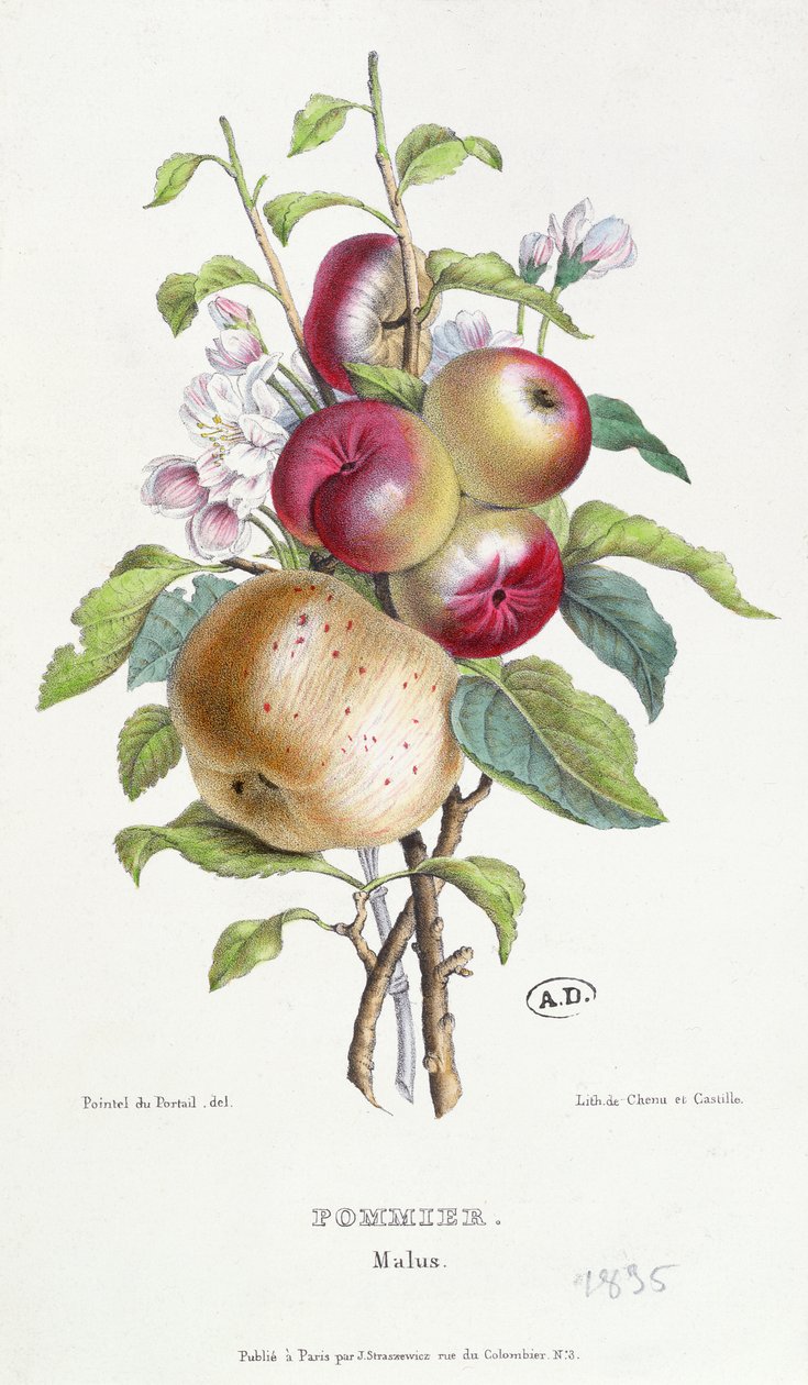 リンゴの木（マルス）、c.1835 作： JB Pointel du Portail
