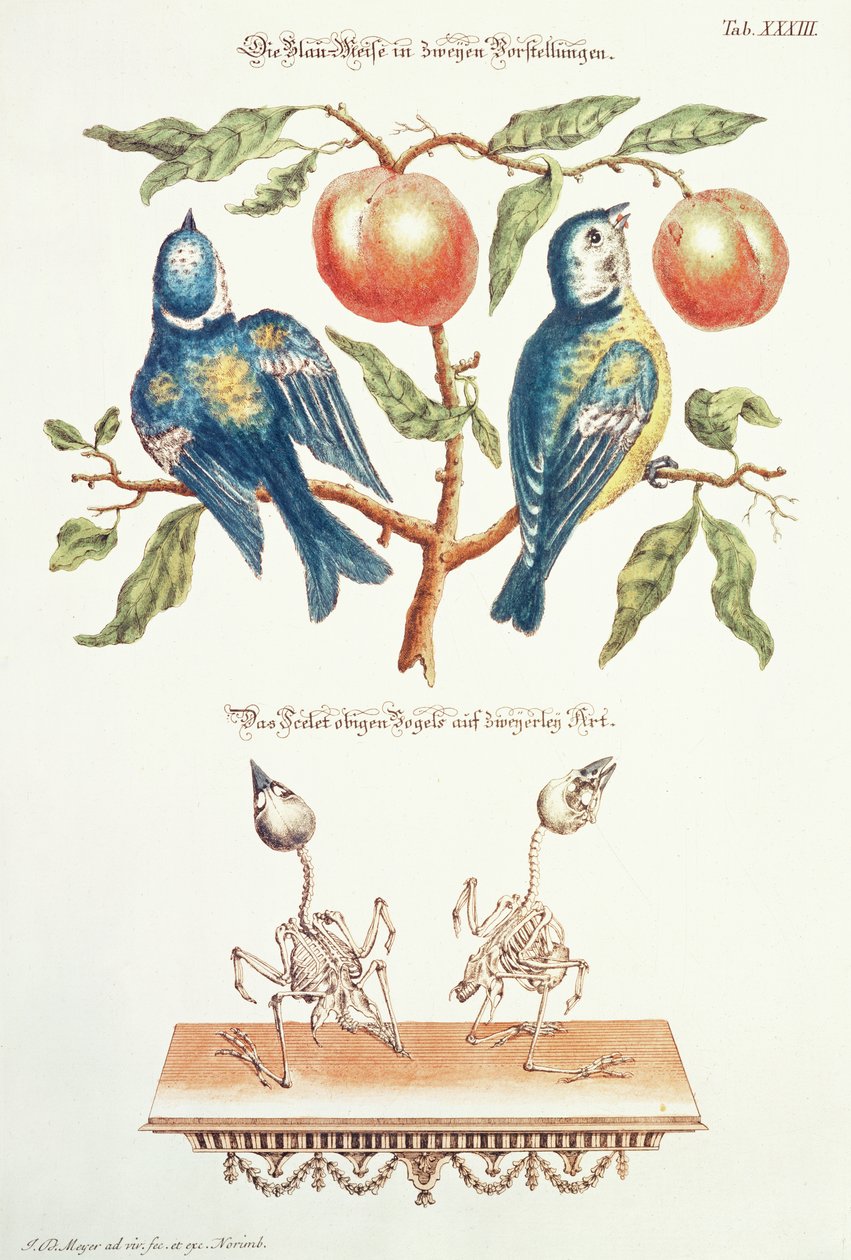 `Pleasant and UsefulのBlue Tits 作： JDマイヤー