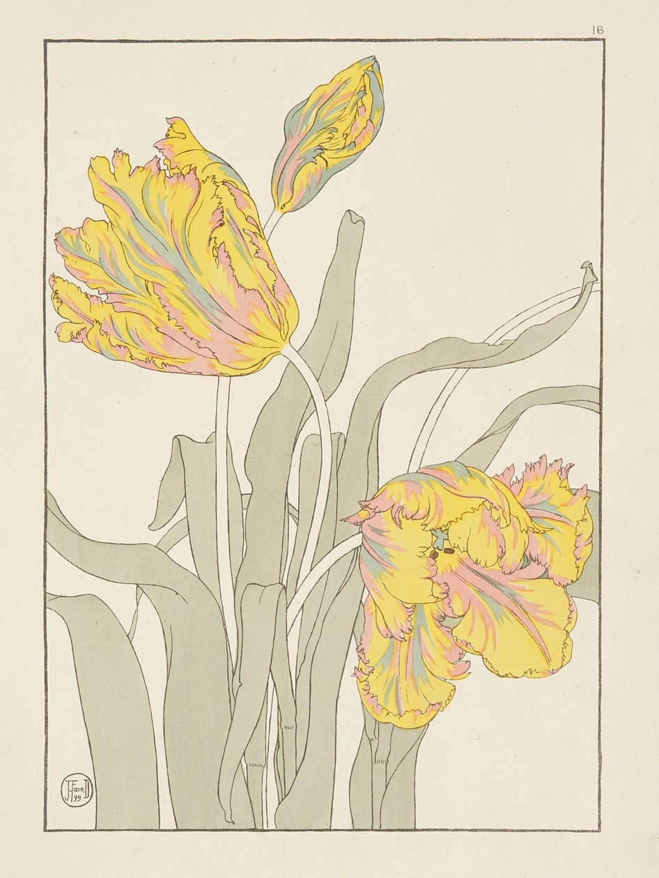 J. Foord（fl.1890）プレート16のチューリップ。 1901、1899 作： J.フード