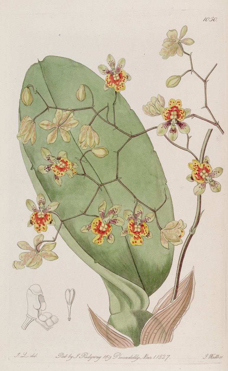 Oncidium divaricatumのイラスト 作： JL del。