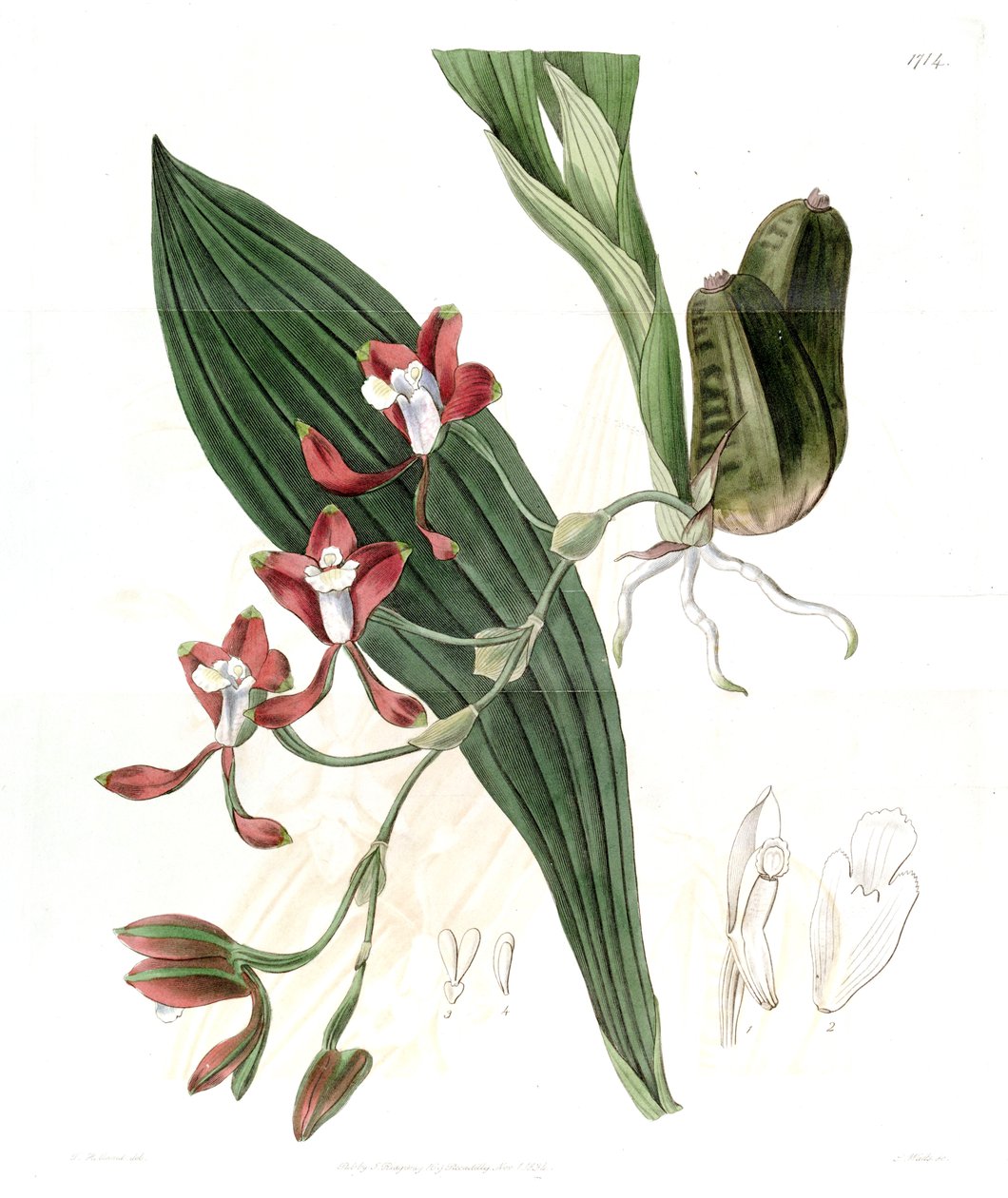 Batemannia colleyi 作： J.ワッツ